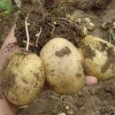 봄·가을 2번재배 ‘미백’ 감자 개발 이미지