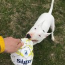 꽃보다예쁘개 이미지