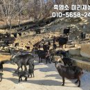 산들염소농장 이미지
