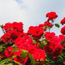 장미공원 주차장 이미지