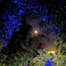 섬진강대나무숲길 이미지