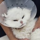 보담동물병원 이미지