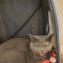 고양이 미용&호텔 뽀냥 이미지