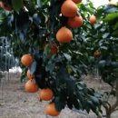 녹원농장 이미지