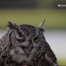 메가고대