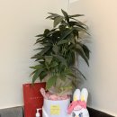 에비수뷰티 이미지