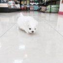 헬로펫 여수 이미지