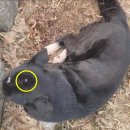 못된 강아지 이미지