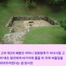 우리나라 우물가에 심겨졌던 나무 이미지