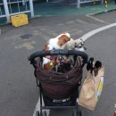 하늘이네 애견 미용 | 아리온제주 애견동반 1등석객실 후기 항만면세점 이용