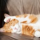 티앤디 동물병원 이미지