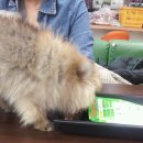 아지랑양이 이미지