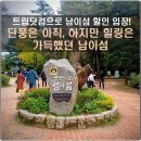 하늘아래 | 흐린 가을 하늘 아래 다녀온 남이섬 여행 후기 (트립닷컴 할인 꿀팁 포함)