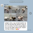 우리 아이 사회성 플러스(2차시) | 플러스하트 광주강아지유치원 경기도광주애견호텔