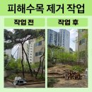 미나스톱 의정부신곡점 | 피해수목 제거 작업 2025.04.23