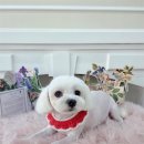 그루머공간 이미지