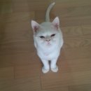 중앙가축병원 이미지