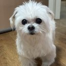 롯데골프죤 | [부산 기장 스크린골프] 오시리아 골프존 - 롯데아울렛 근처, 내돈내산 후기