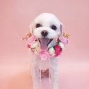 오늘 더 예쁘개 이미지