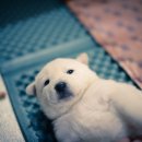 하얀강아지 이미지