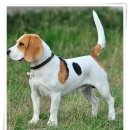 컴투펫 위탁보호센터 서울점 이미지