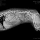 루원 센트럴 동물의료센터 이미지