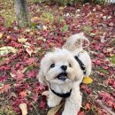 멍찌애견유치원 이미지