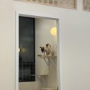 소나캣 이미지