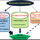 메트로놈 항암 치료(Metronomic Chemotherapy)의 핵심 작용 기전 이미지