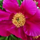 작약꽃 펜션 이미지