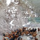 꿈의 농장 이미지