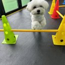 우리강아지 | 김해애견유치원 컴피, 우리 강아지 첫 사회화 경험 후기