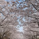 베델로즈피크닉
