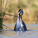 2023년 Audubon Photo Awards에서 우리가 가장 좋아하는 매혹적인 새 행동 이미지