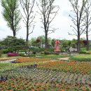 보강천 미루나무숲 이미지