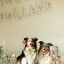 개들랜드 이미지