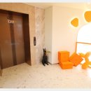 켈리 독, 강남 애견호텔 애견유치원 이미지