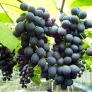 박병일농장 이미지