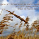 Das geknickte Rohr wird er nicht zerbrechen (Matthäus 12,1-21) 이미지