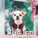 해피퍼피 미용실 이미지