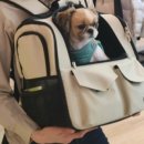 라이브펫 이미지