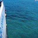 낙타와돌고래 이미지