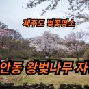 해안동 왕벚나무 이미지