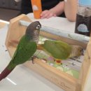 개와고양이 반려동물원 | [여행] 리프패럿 서산점 / 충남 앵무새 분양점 / 앵무새 종류와 특징 / 서산 앵무새용품점