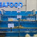 라라피쉬 이미지