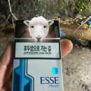 에쎄마트 | ’에쎄 주세요‘의 정체는? 중장년 흡연자들이 고른 이유