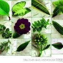 공기 정화 식물 이미지