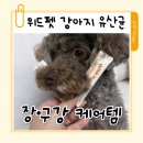 태그333 | 위드펫 강아지 유산균 ㅡ 7살 제티 첫 유산균 장·구강까지 함께 챙겨본 후기