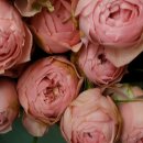 핑크파크 이미지