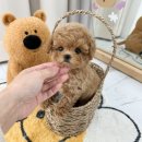 요기독 강아지분양 고양이분양 수원본점 이미지